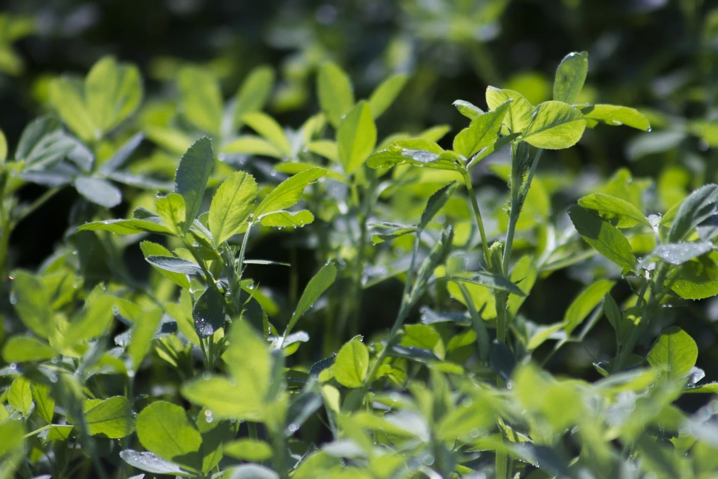 Lucerne as cattle feed