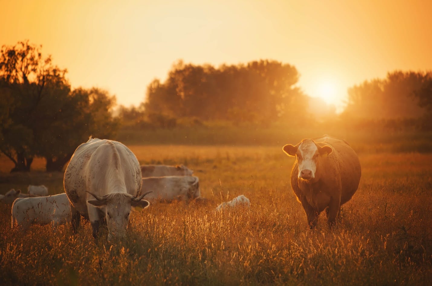 Preventing pasture bloat in cattle while grazing Lucerne