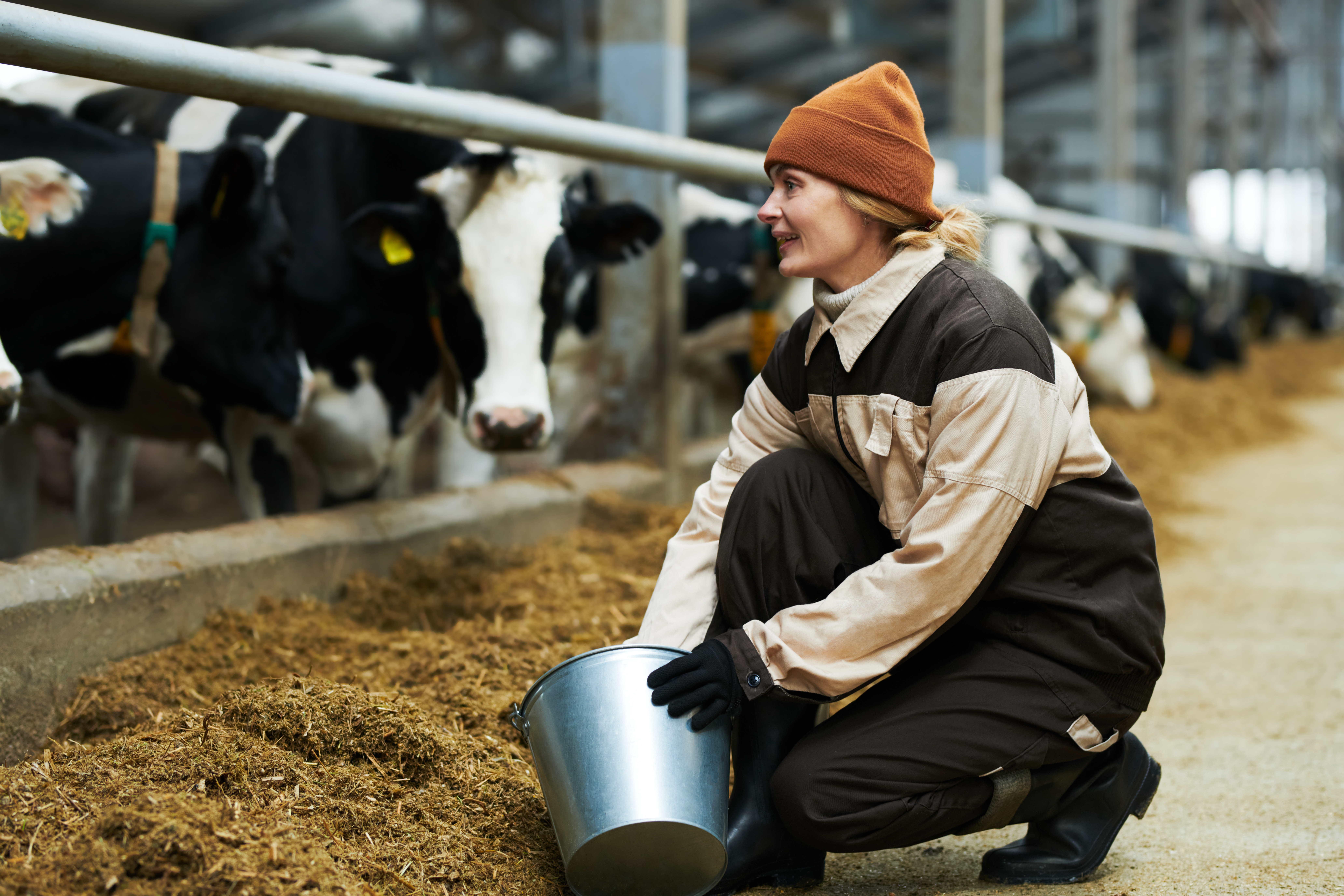 How to Achieve Excellent Rumen Function and Health In Your Cattle