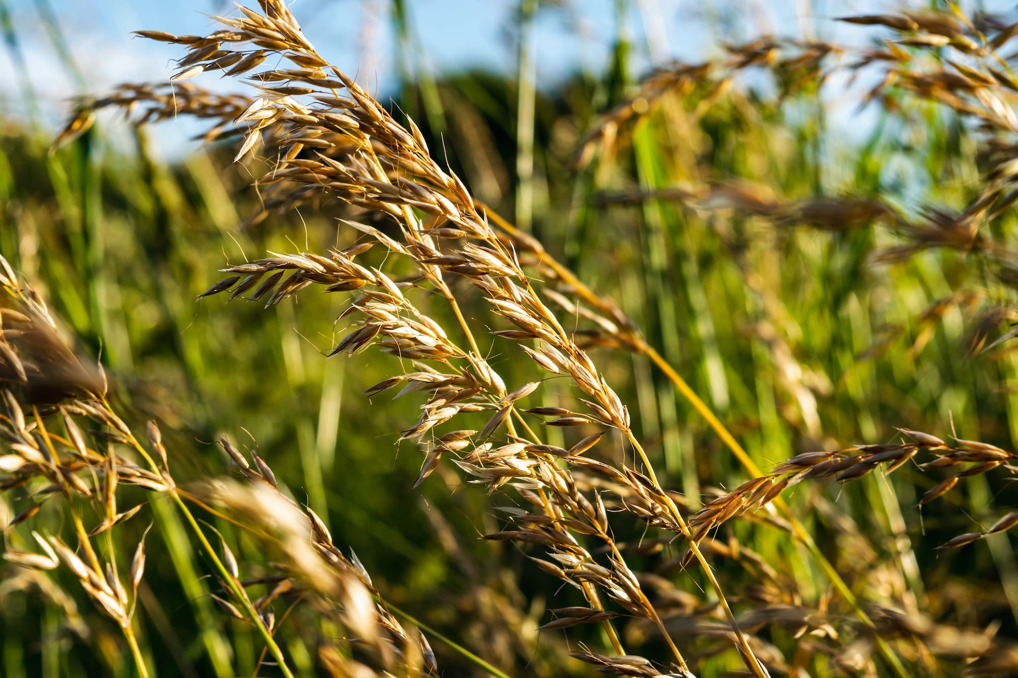 What Do You Know About The Spring Weeds?