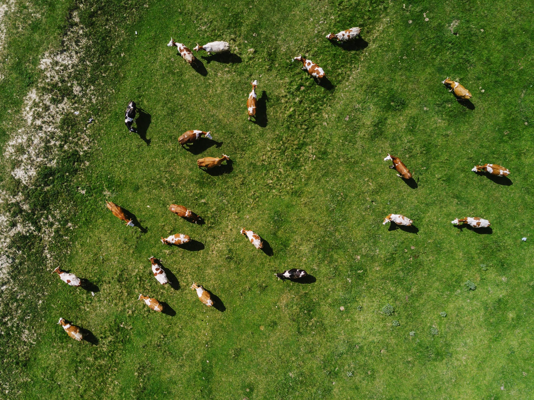 How many acres of pasture do your cows need?