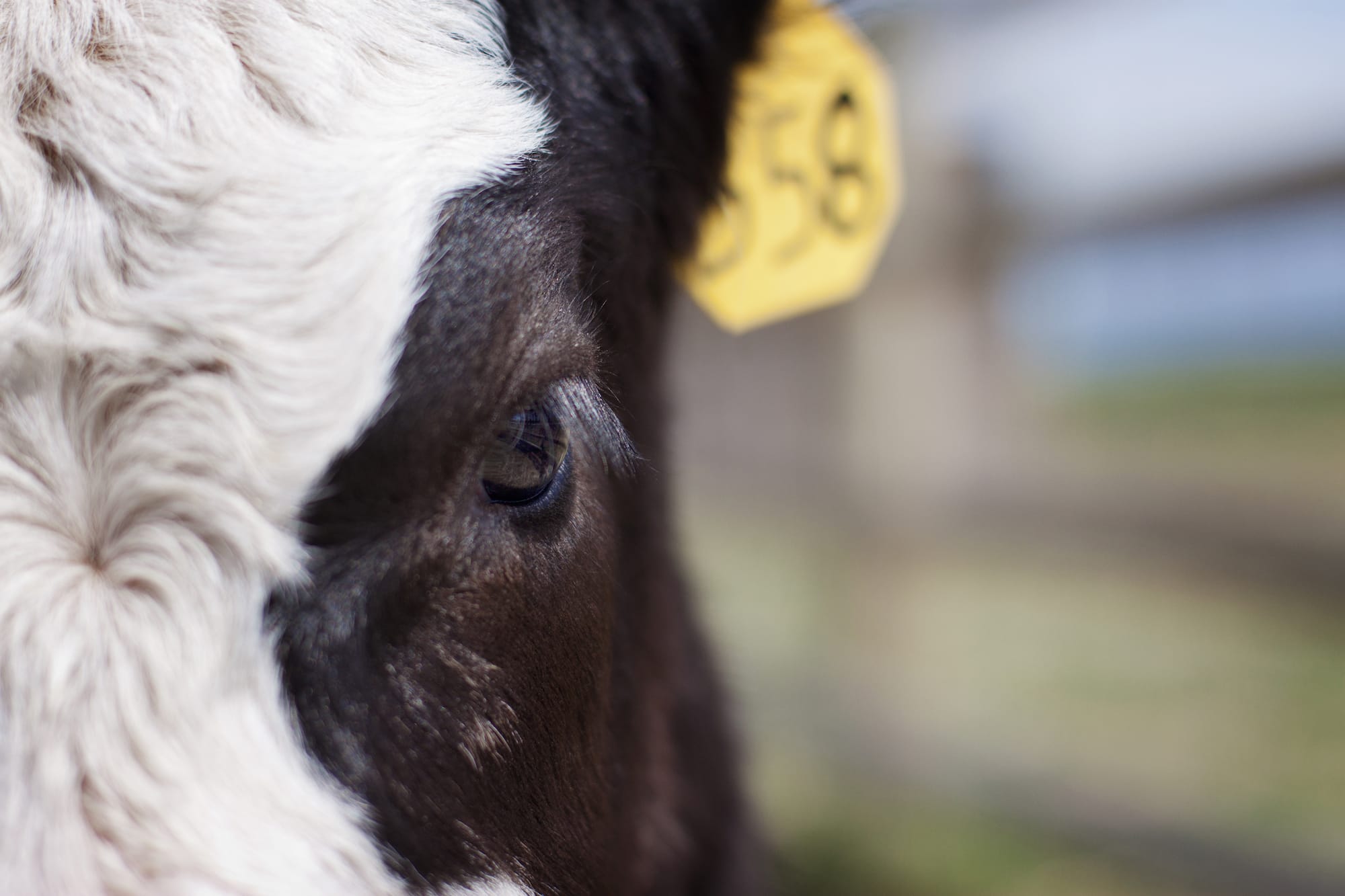 Livestock Monitoring Systems Using Advanced Technology