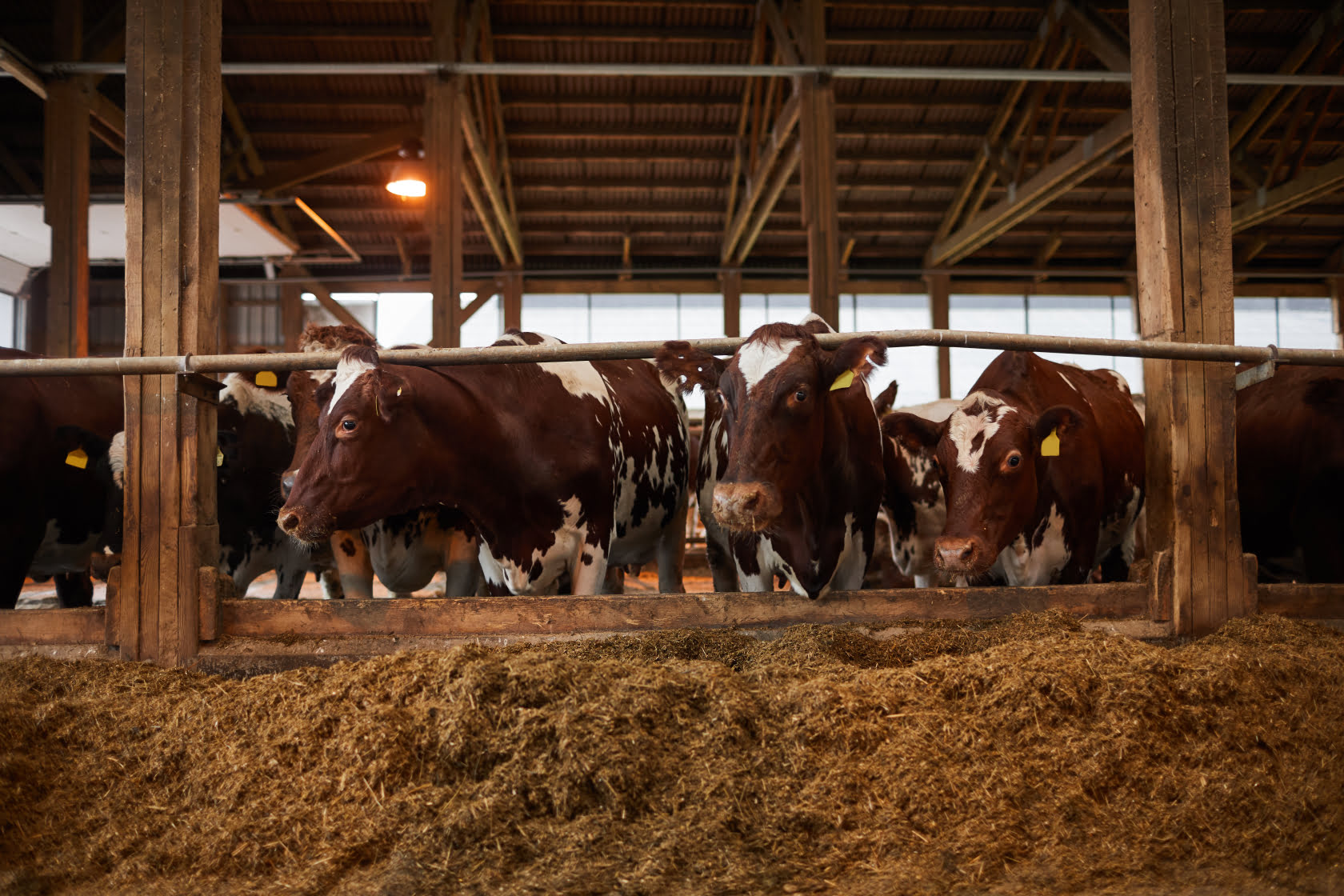 Night rituals for your cows