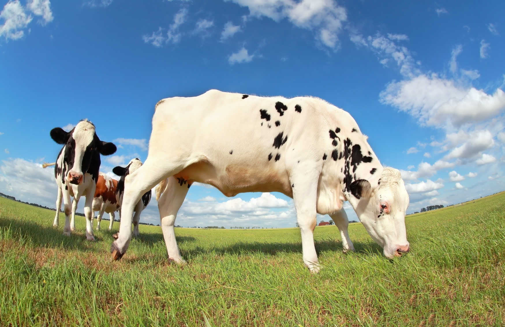 Grazing strategies to control weeds