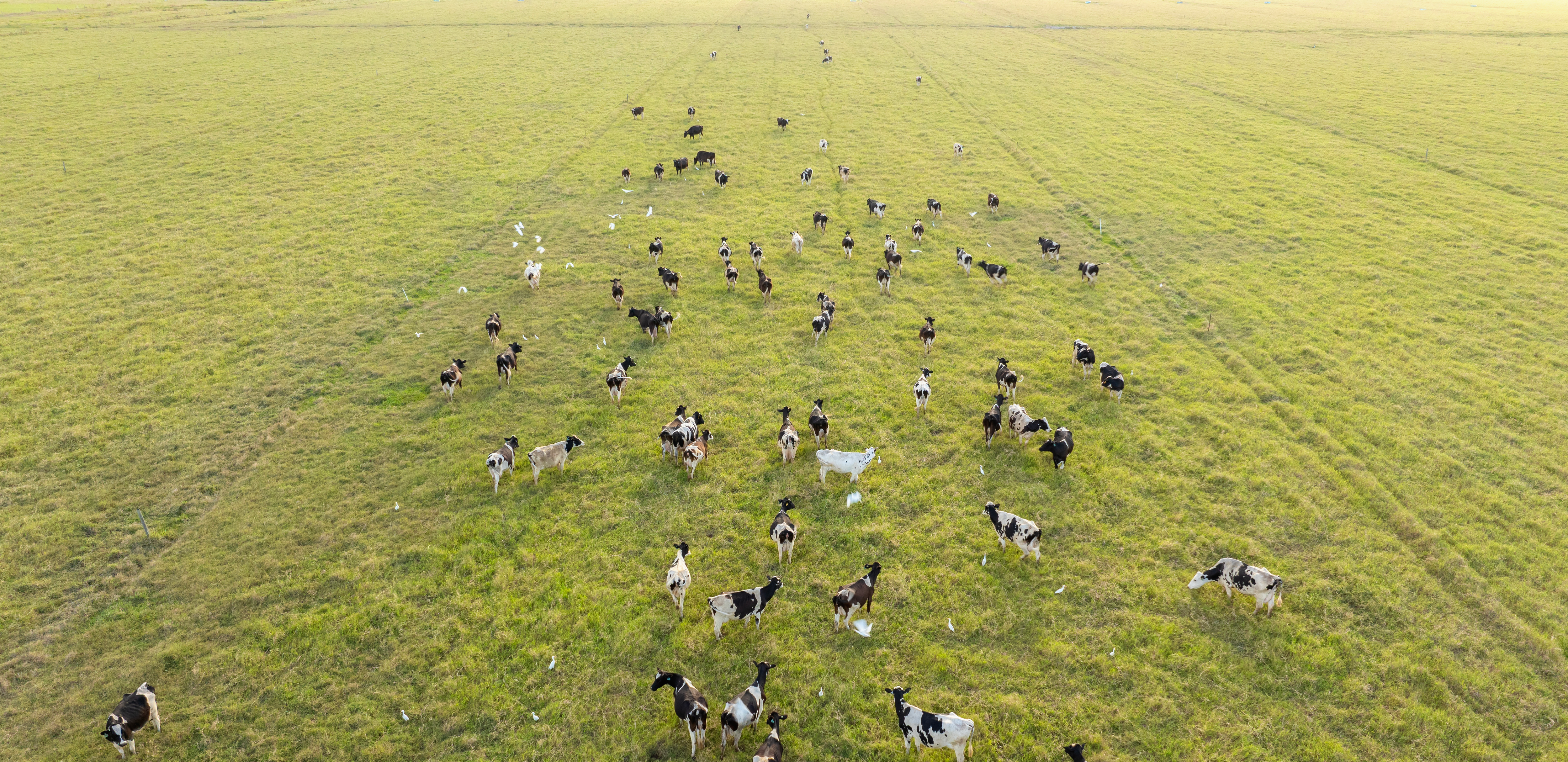 Rotational Grazing 101: Paddock Planning and Practical Tips