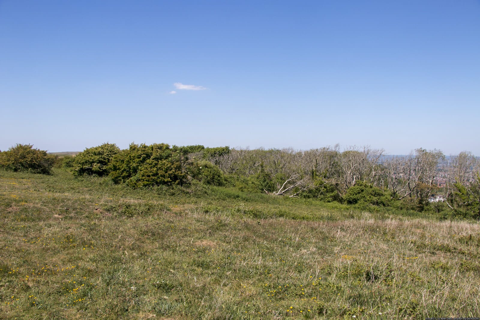Pasture Dieback