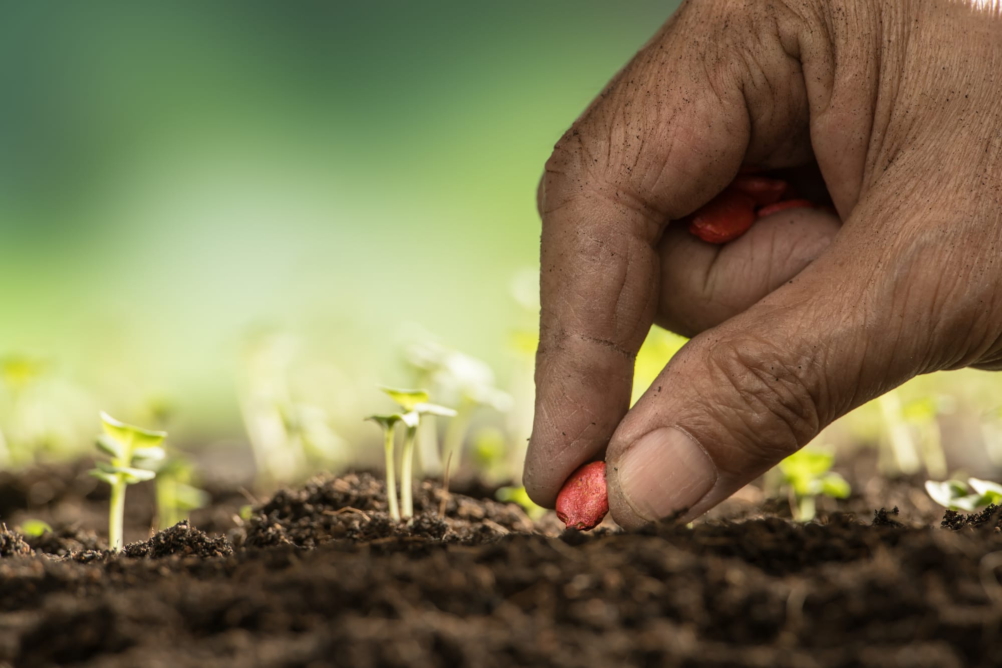 Why You Should Consider Pasture Reseeding For Your Cattle