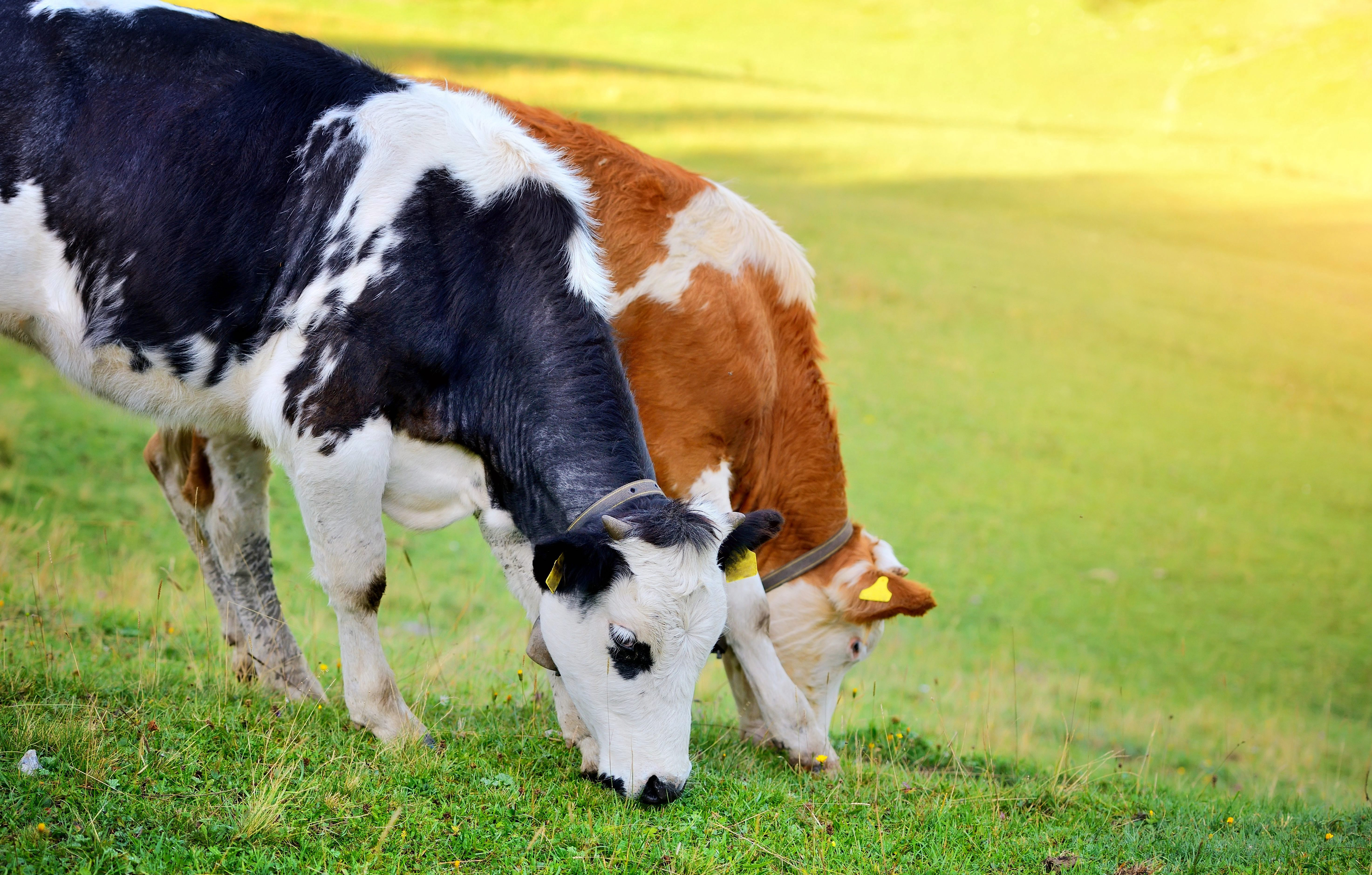 Smart Supplement Feeding: Using Extra Feed Wisely