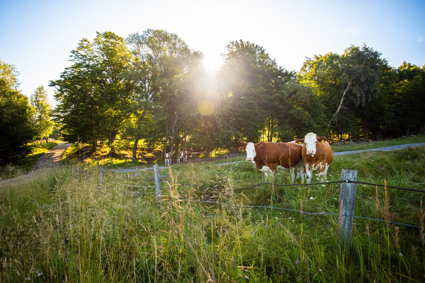 Grazing Strategies to Improve Production
