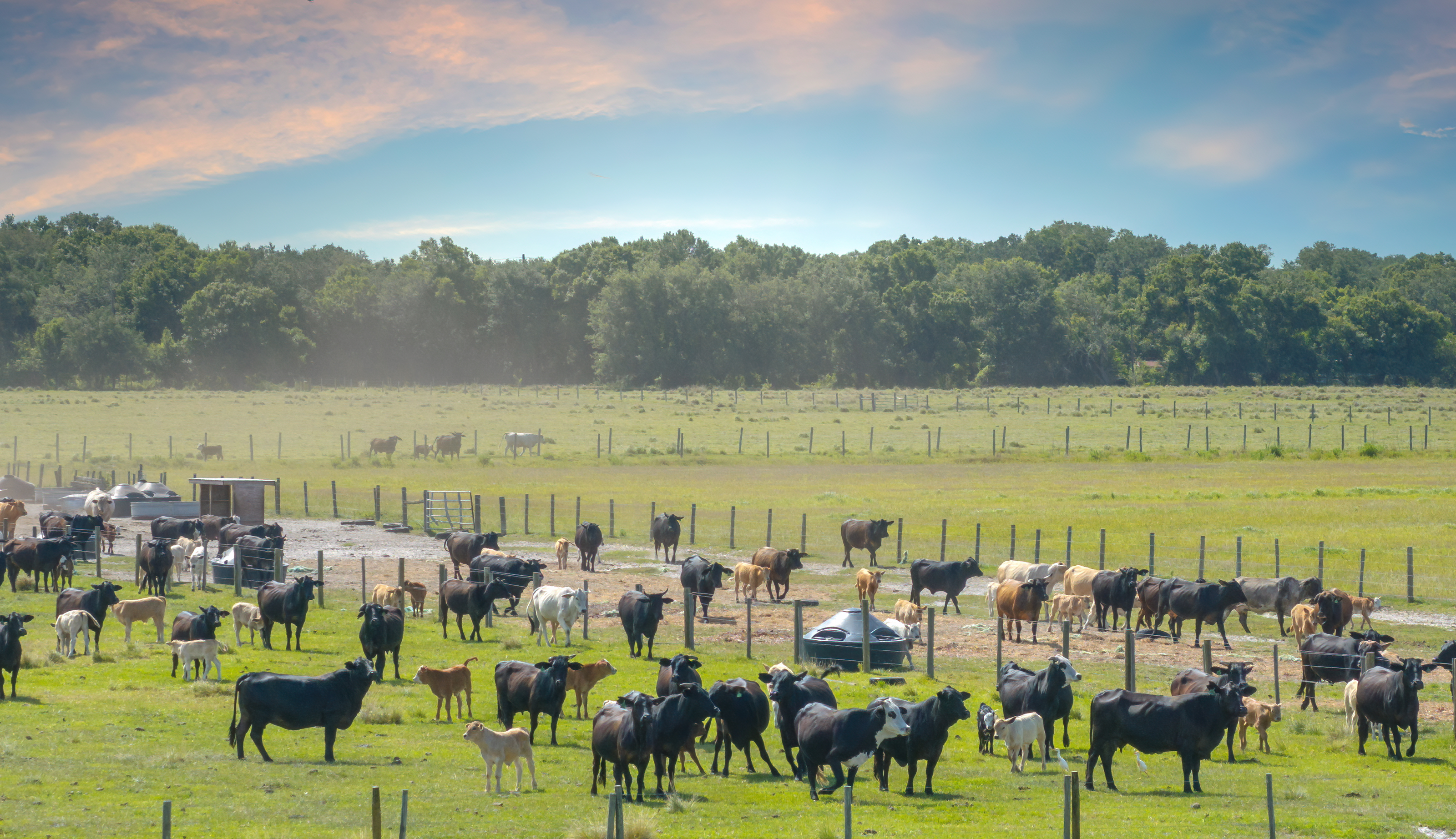 Choosing the Right Pasture Species – and Helping Them Thrive