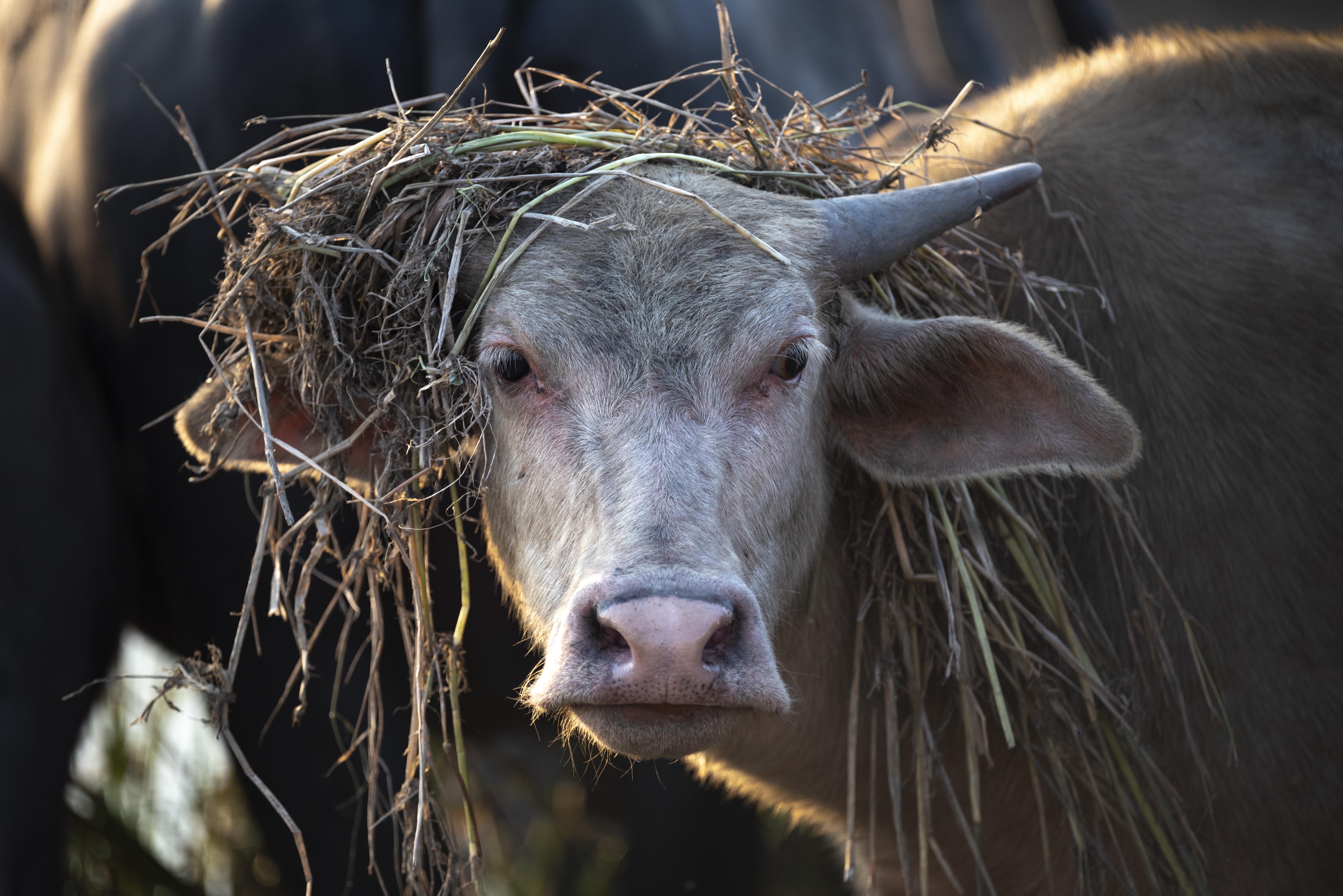 Self-Sufficiency to Greater Quality Control: Why You Should Grow Your Own Forage