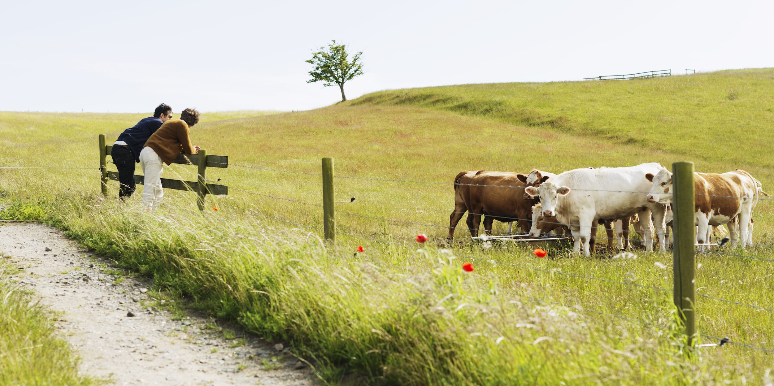 Types of Rotational Grazing