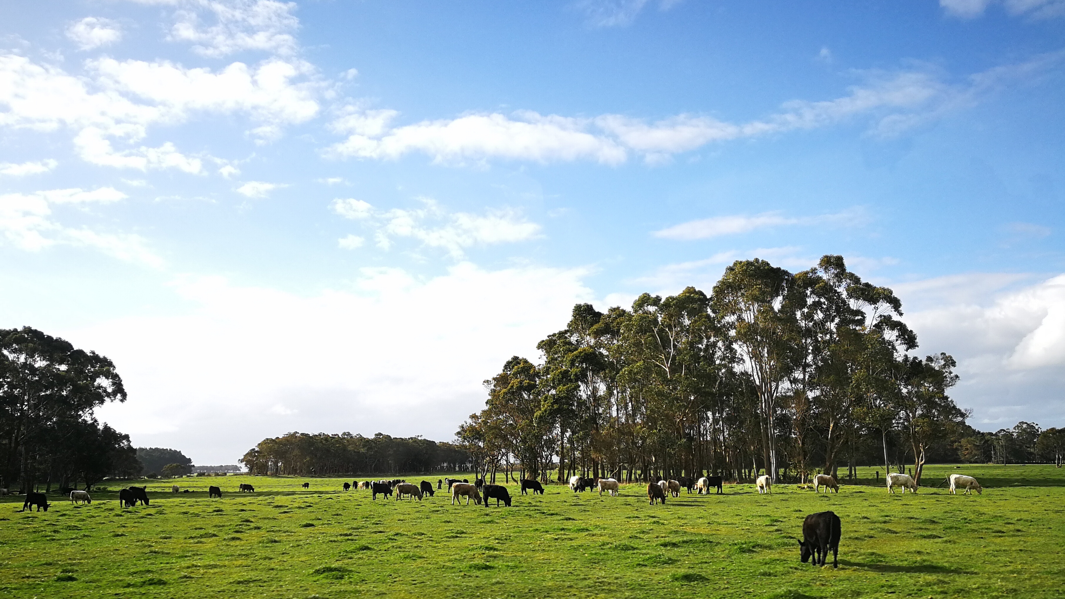 Beef, Sheep or Dairy Cows? How You Grow Your Fodder Is Crucial To Your Farm’s Success