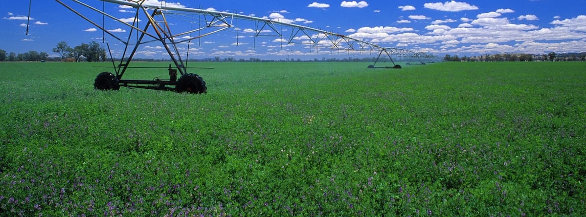 A guide to identifying and managing diseases in your lucerne pasture