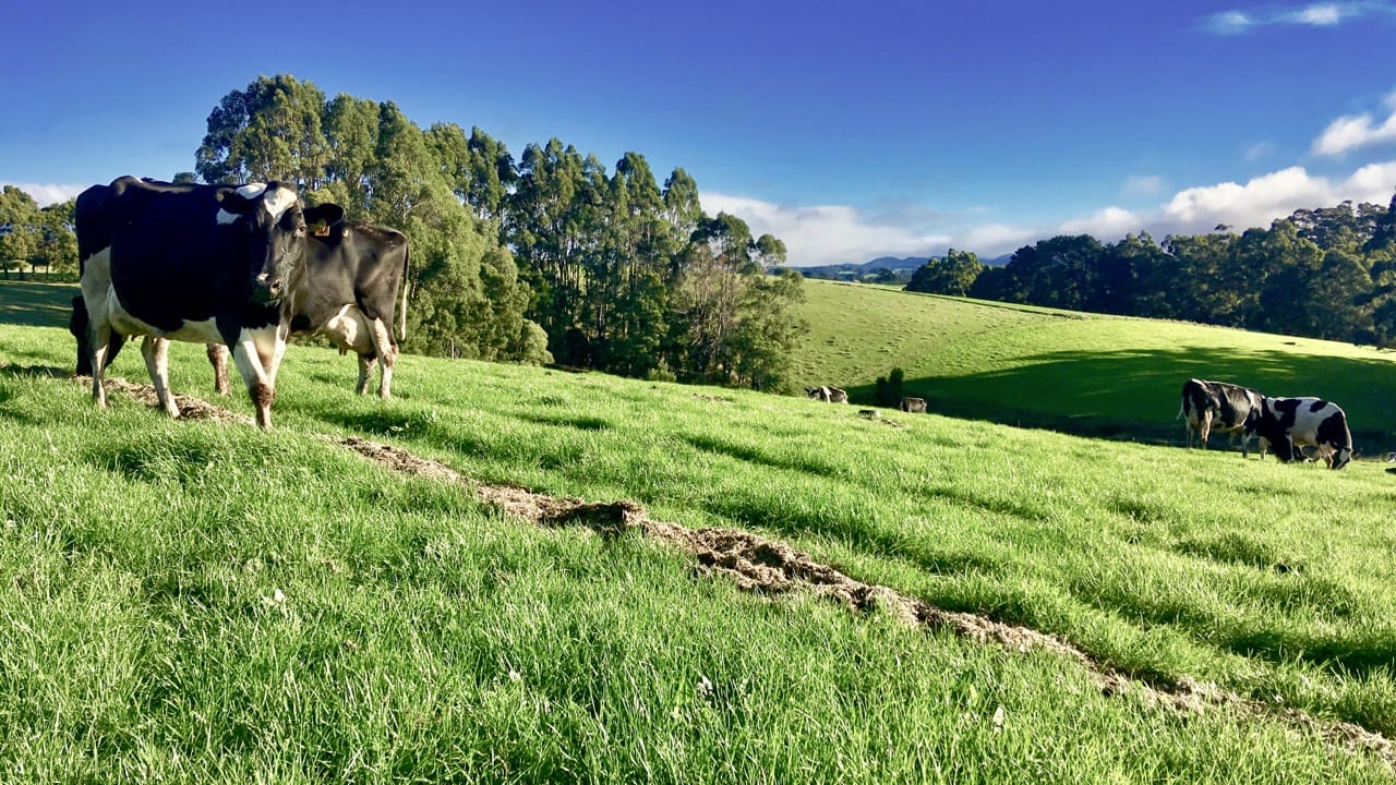 Pasture Utilisation a Key Driver of Farm Profitability