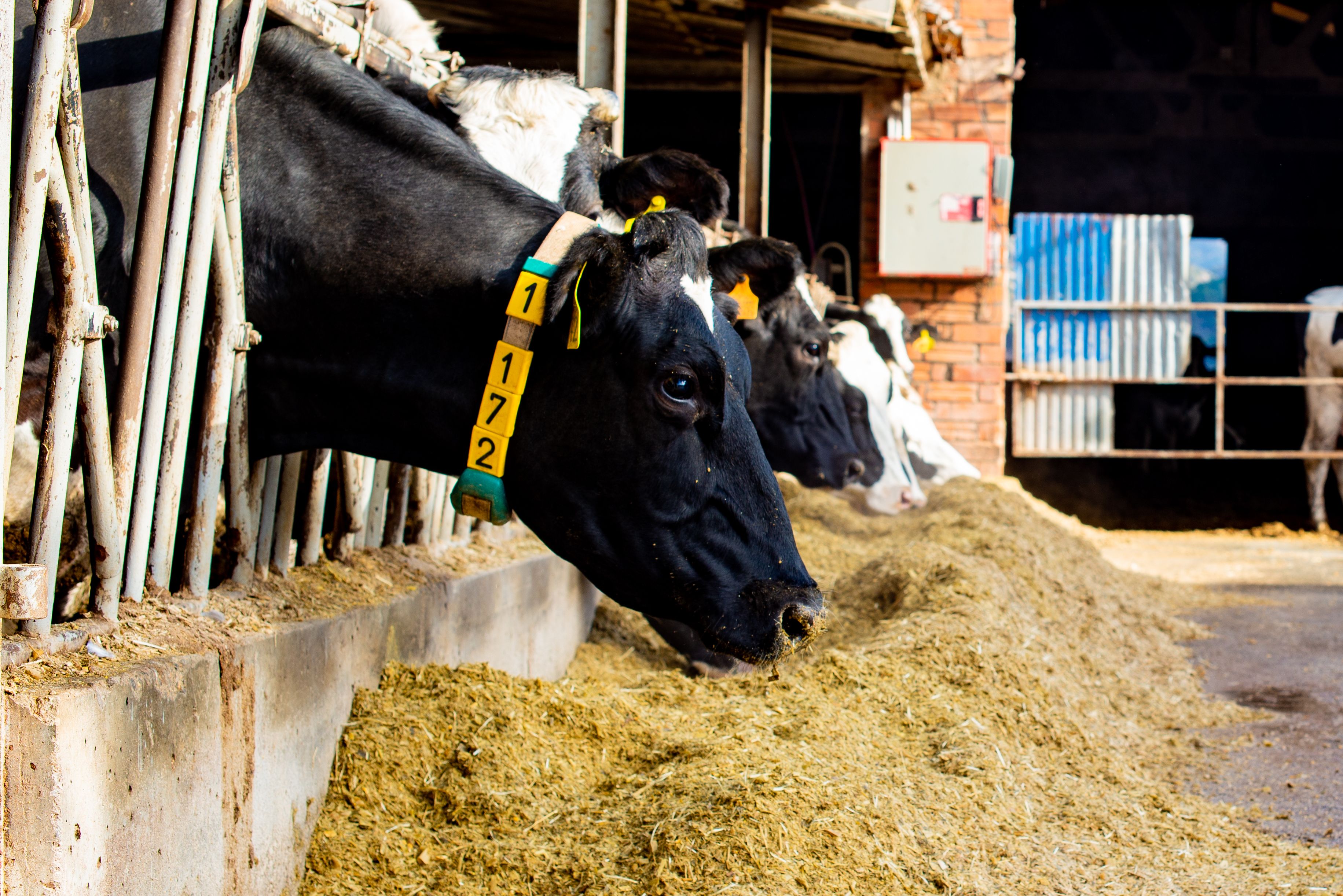 Have You Considered Yeast? How To Raise Milk Yield In Hot Weather With Optimal Cow Nutrition