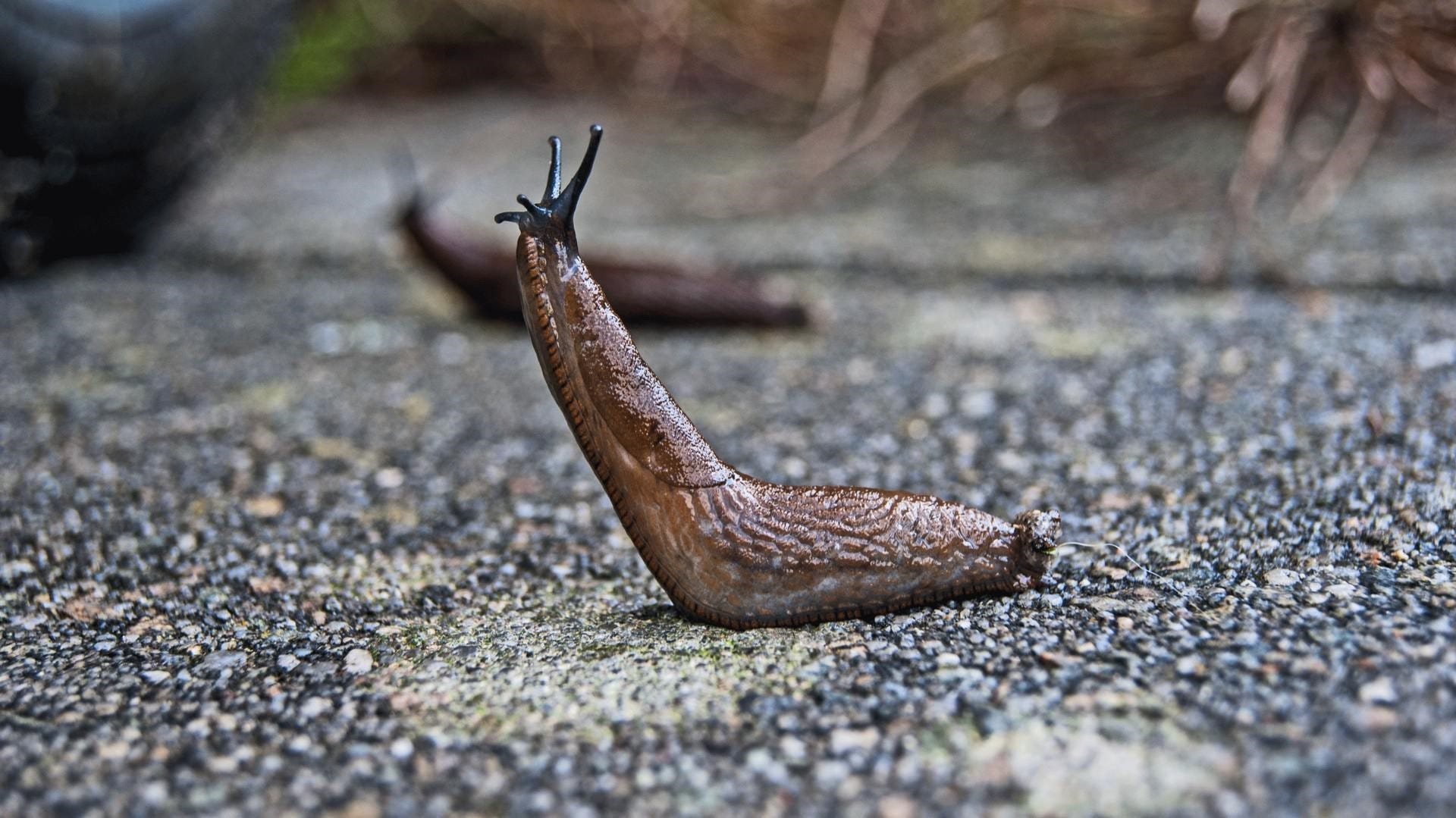 Pests that affect your pastures in Autumn