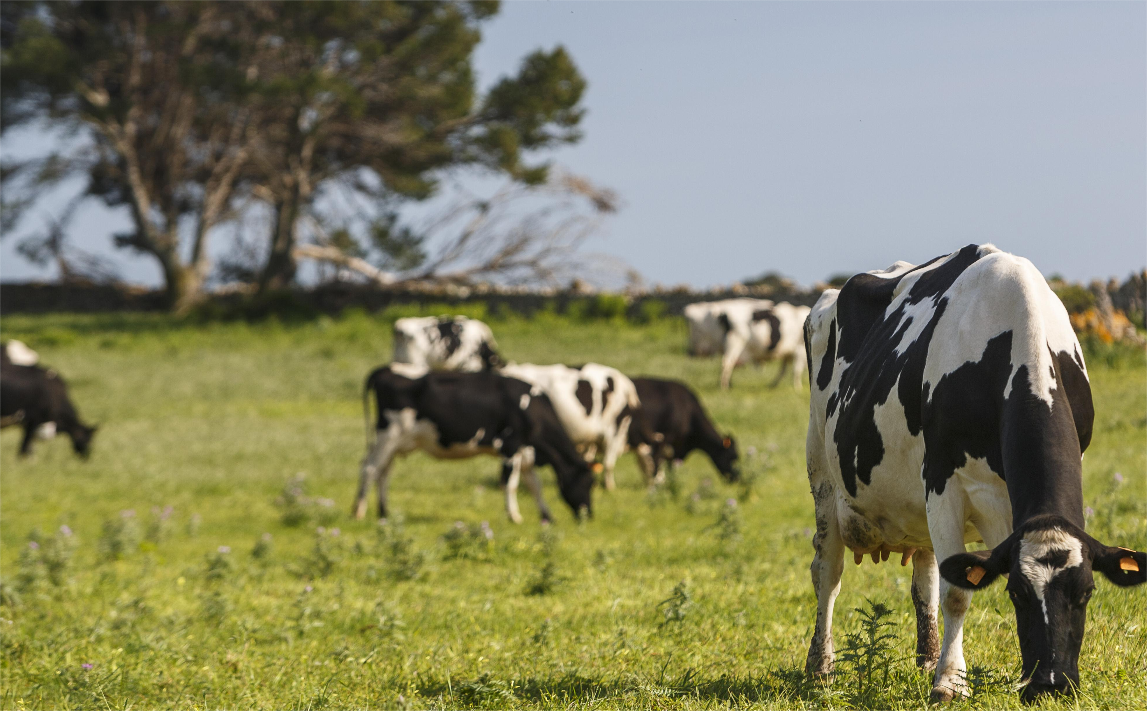 Expo Prado 2025: How Uruguay builds a grass-fed reputation at scale