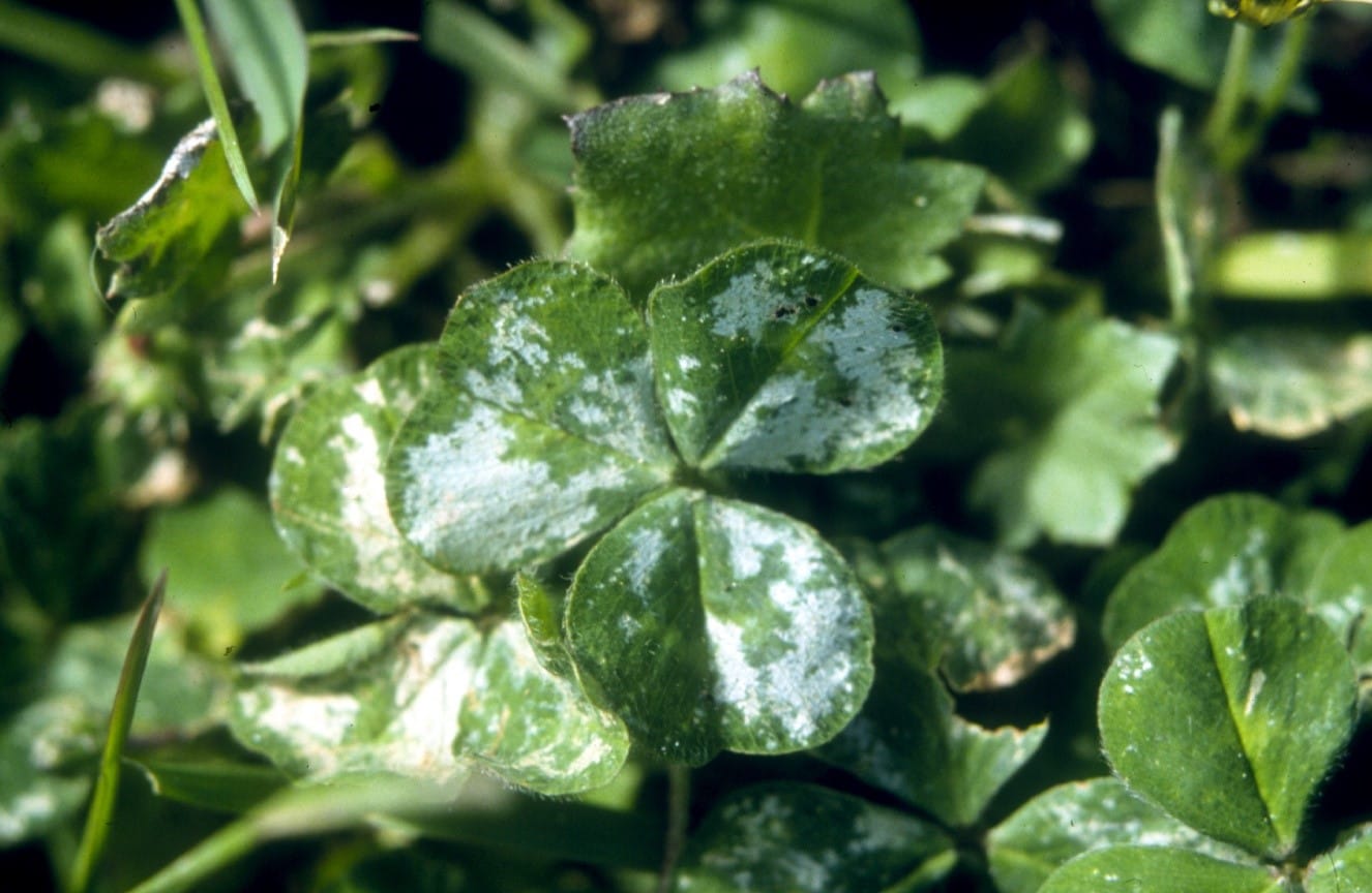 Controlling Redlegged Earth Mites