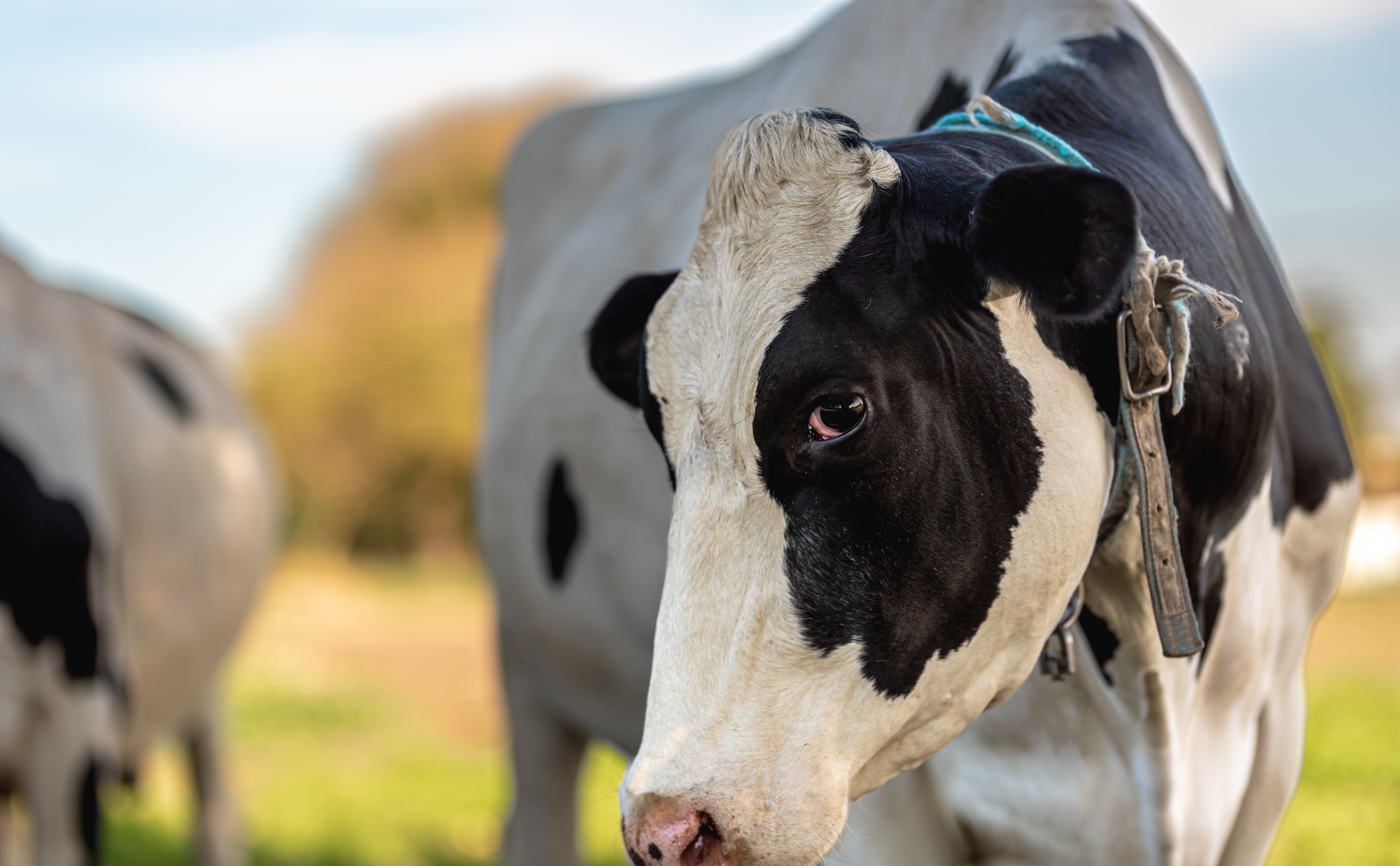 Keeping Your Cows Healthy on Pasture