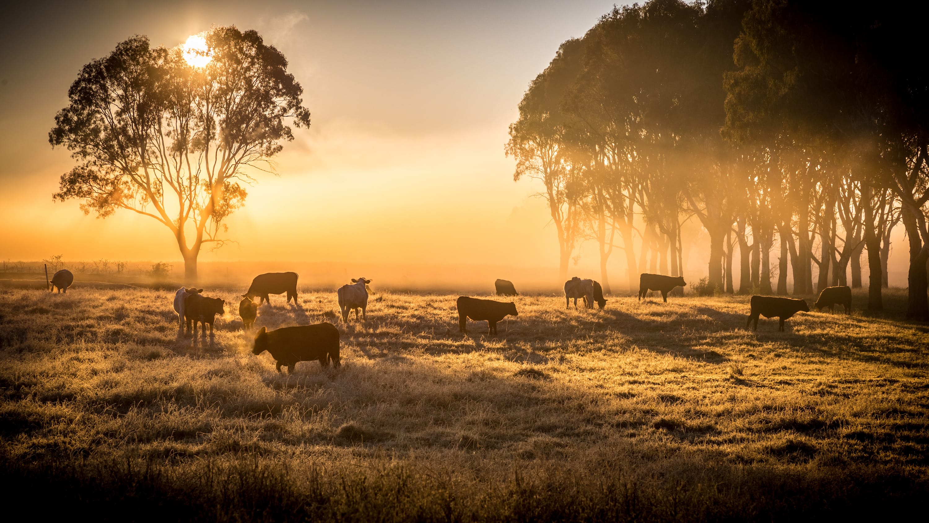 Australia’s Beef Industry Set To Improve in 2023 After Record Drought