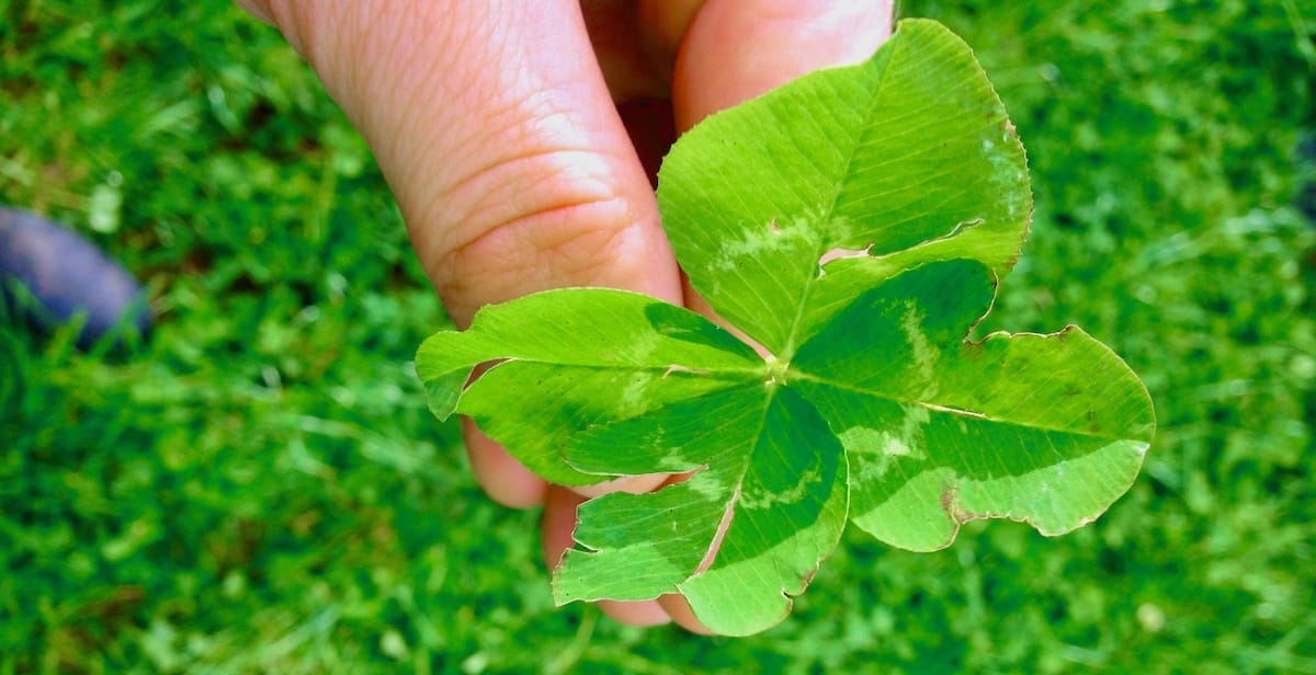 A guide to identifying and managing diseases in your clover pasture