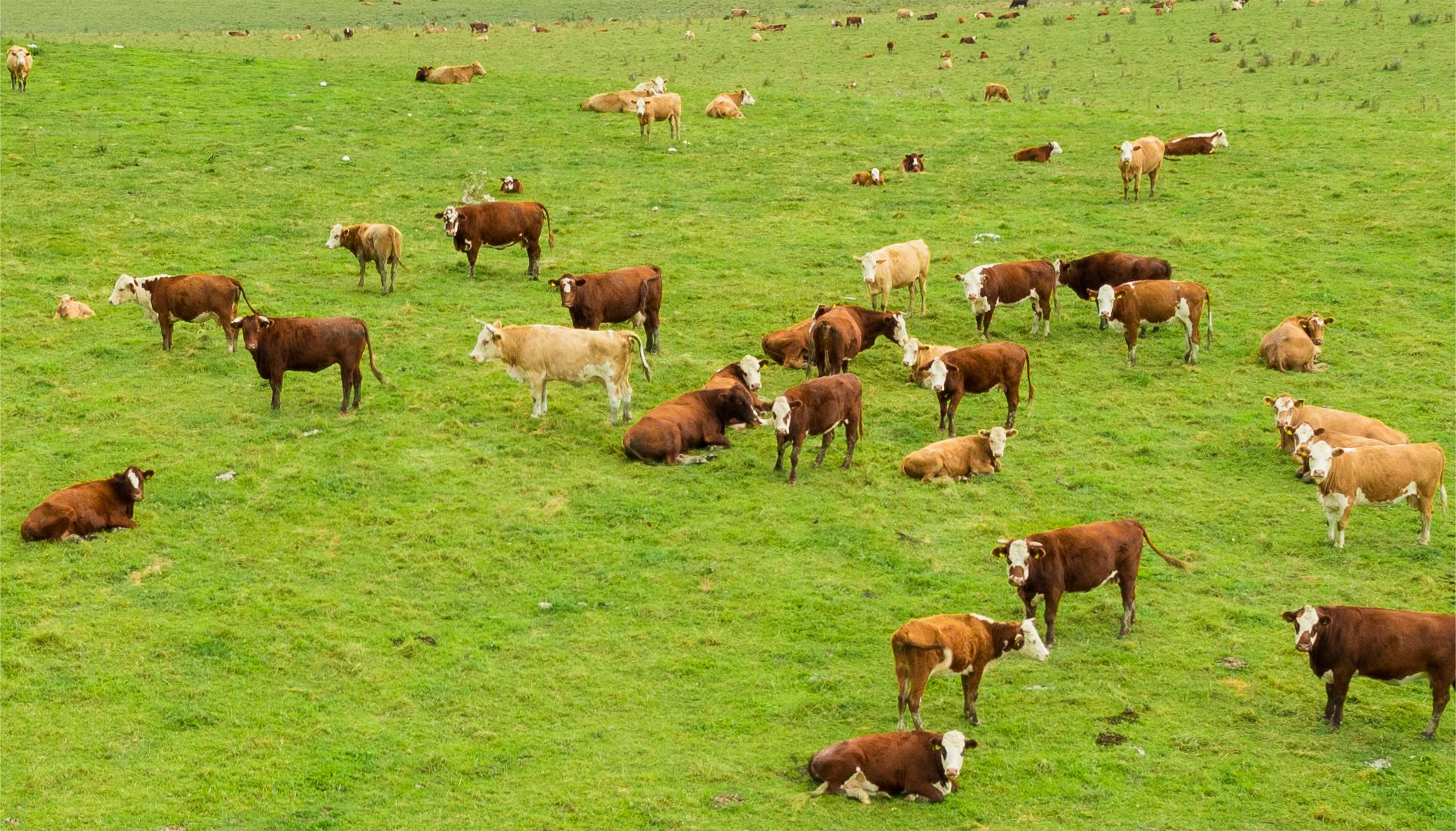 BKB Merino Classic 2025: Wool quality starts in the paddock, not the shed