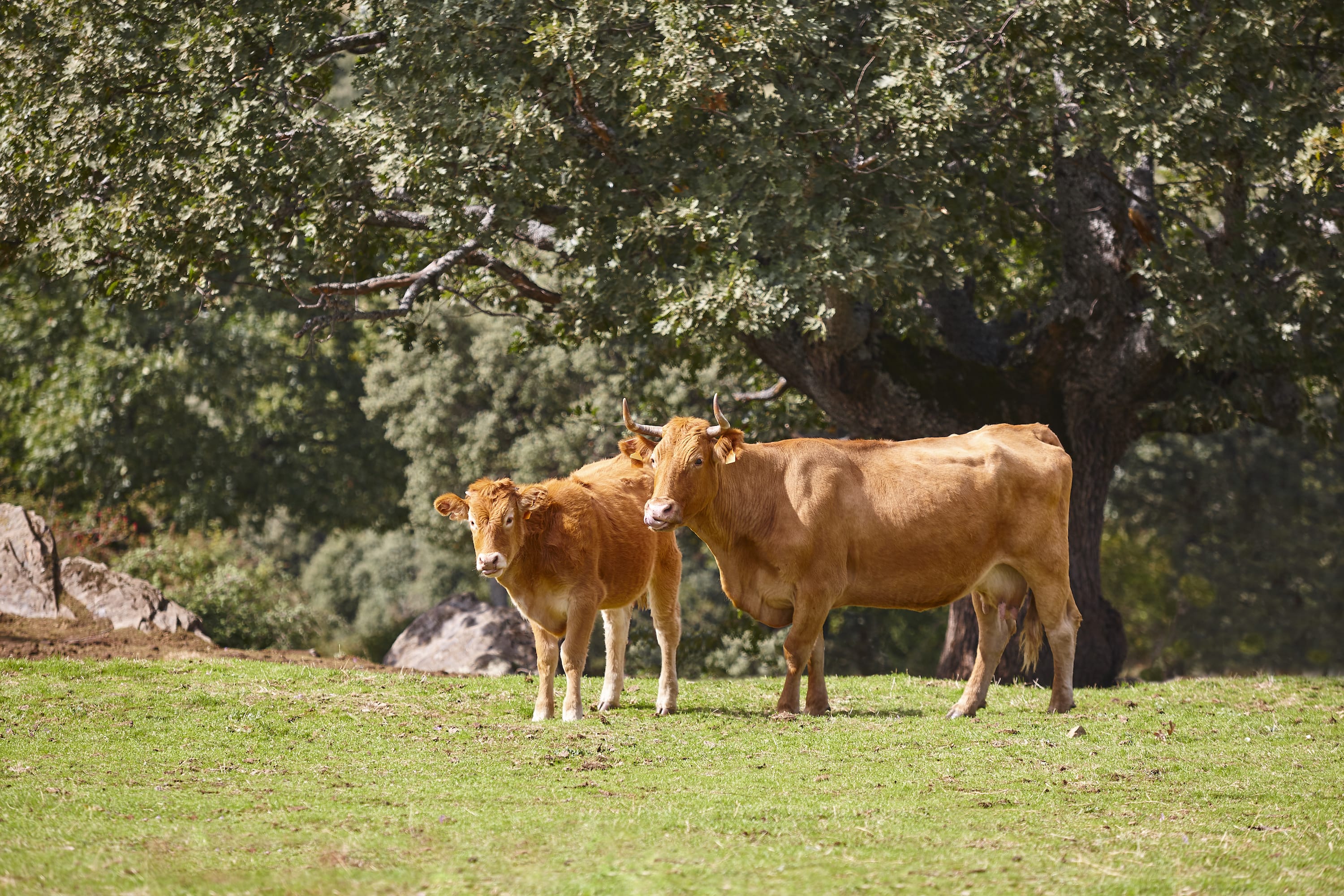 Weaning Early Key to Herd Fertility and Managing Drought