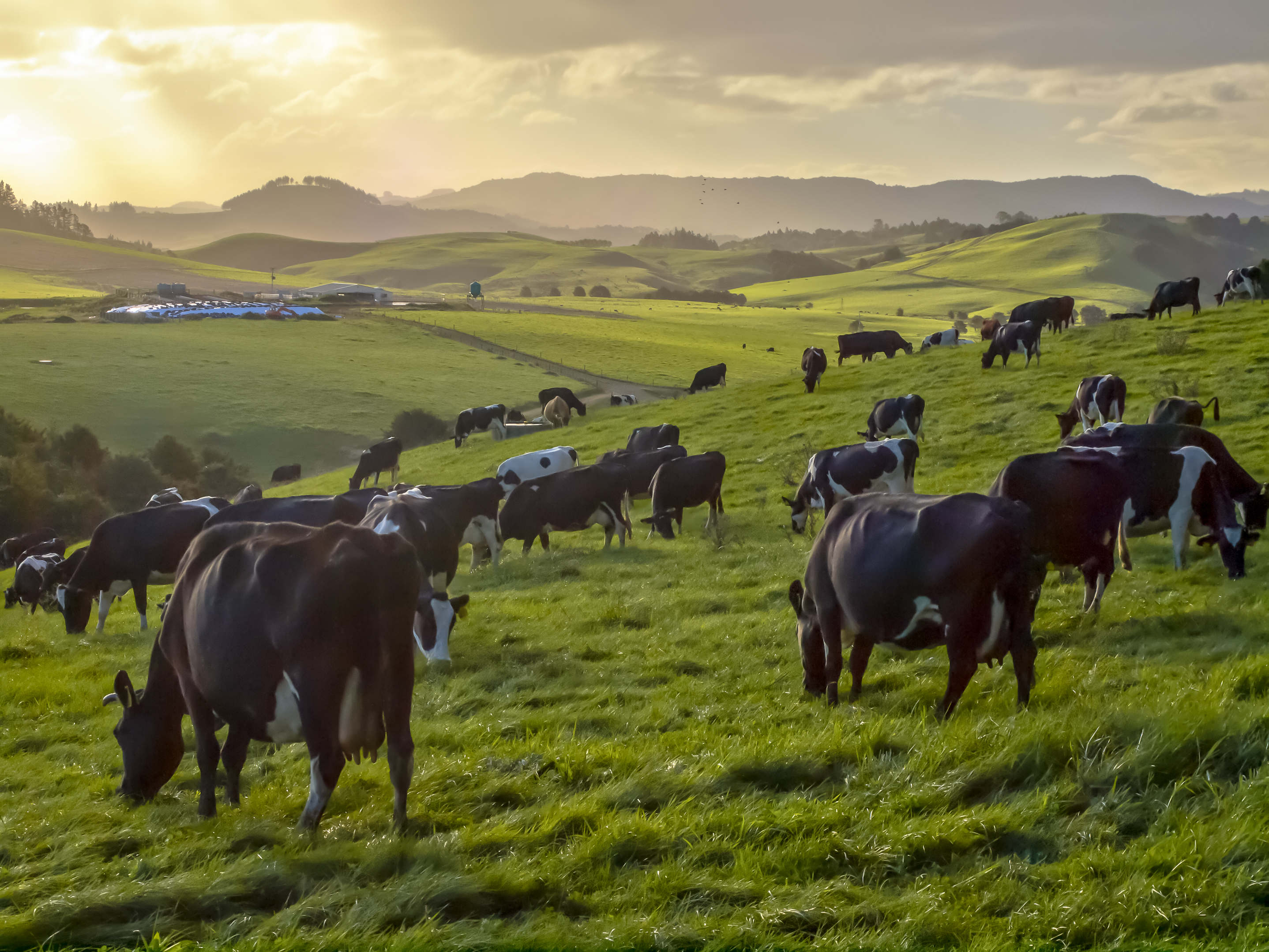 Lessons From Waikato Dairy Farms: Protecting Pastures With Effective Weed Management.