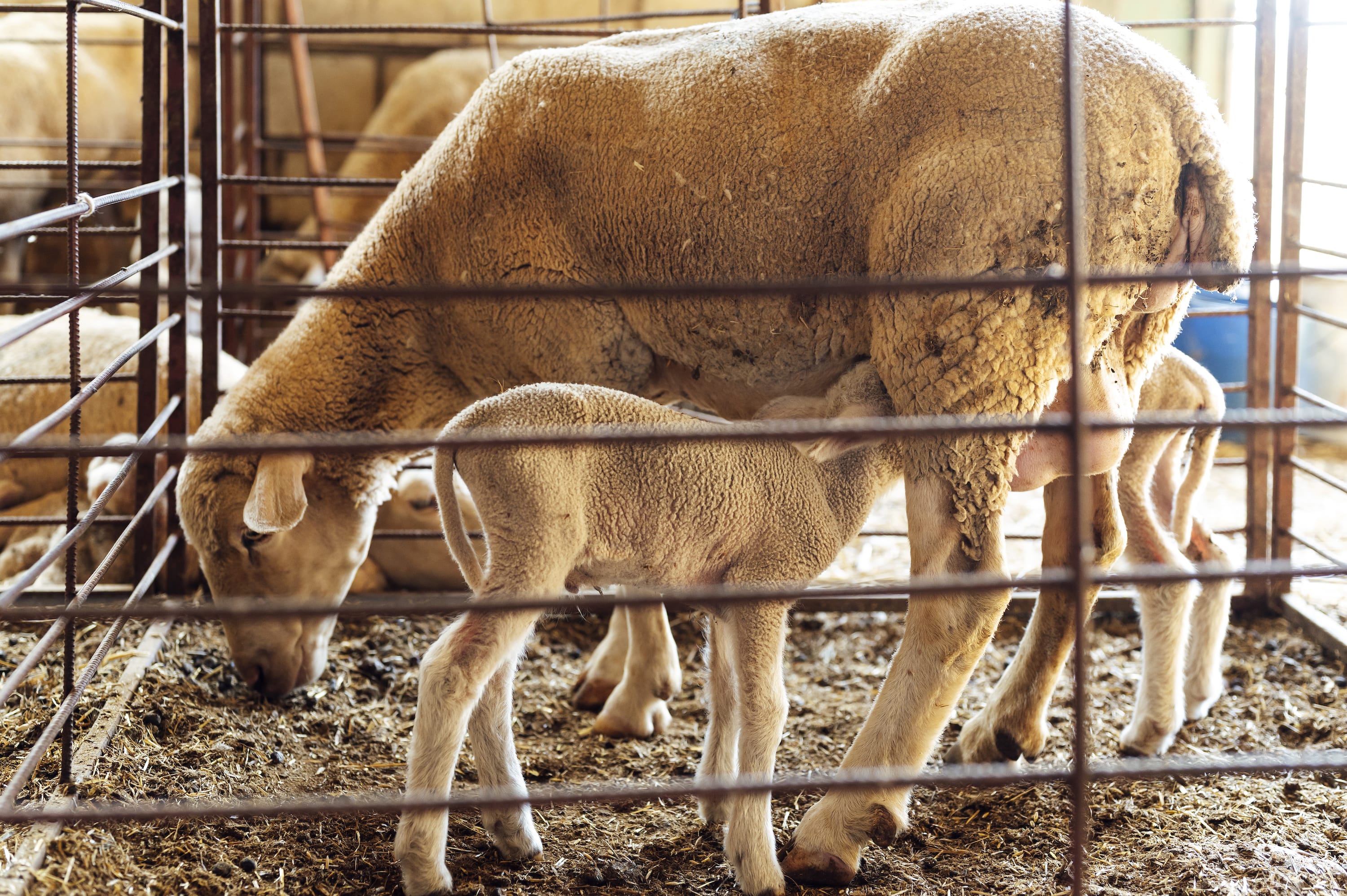 Pregnancy scanning ewes keep reproductive rates high in dry times