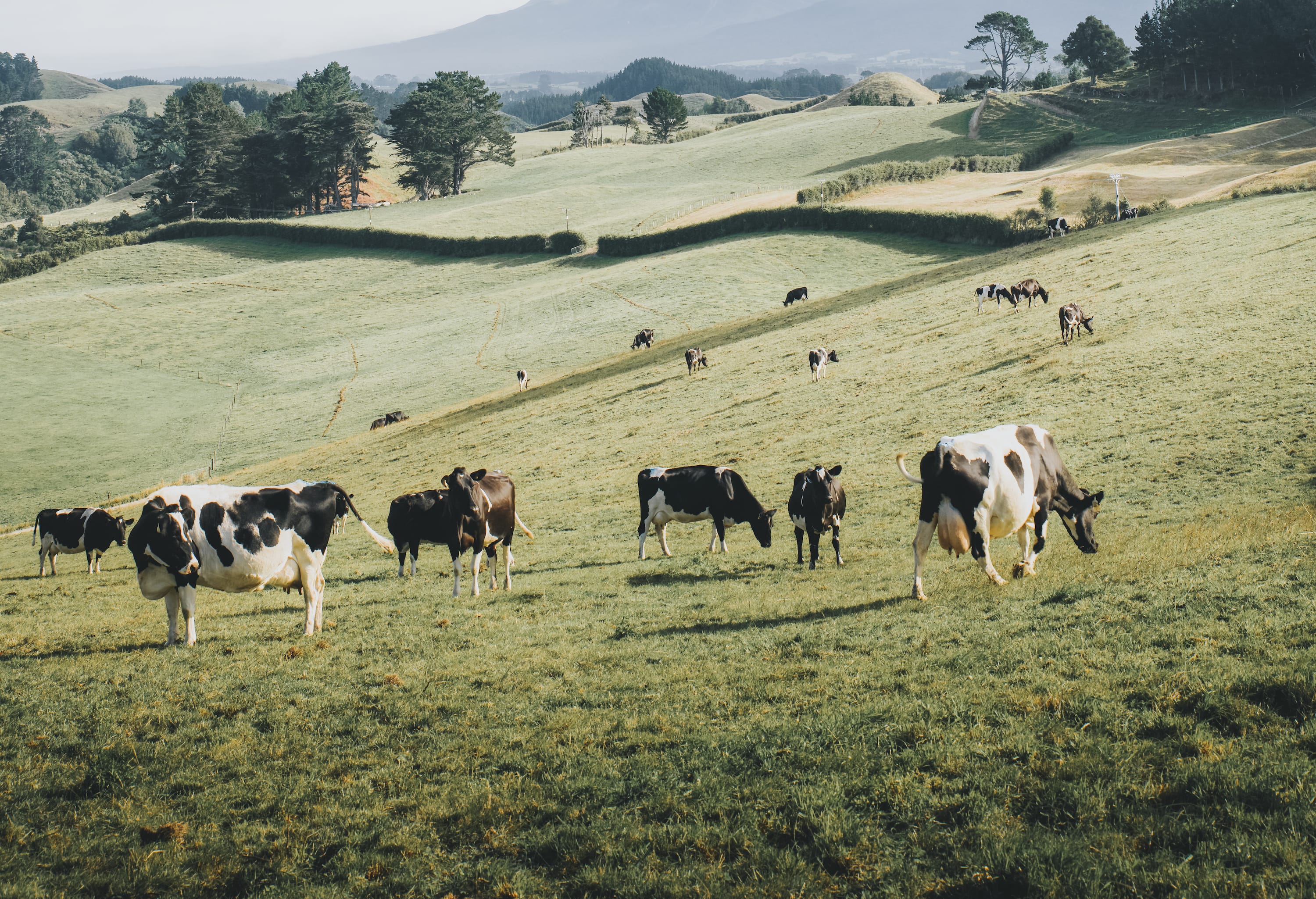 New Zealand To Get Country