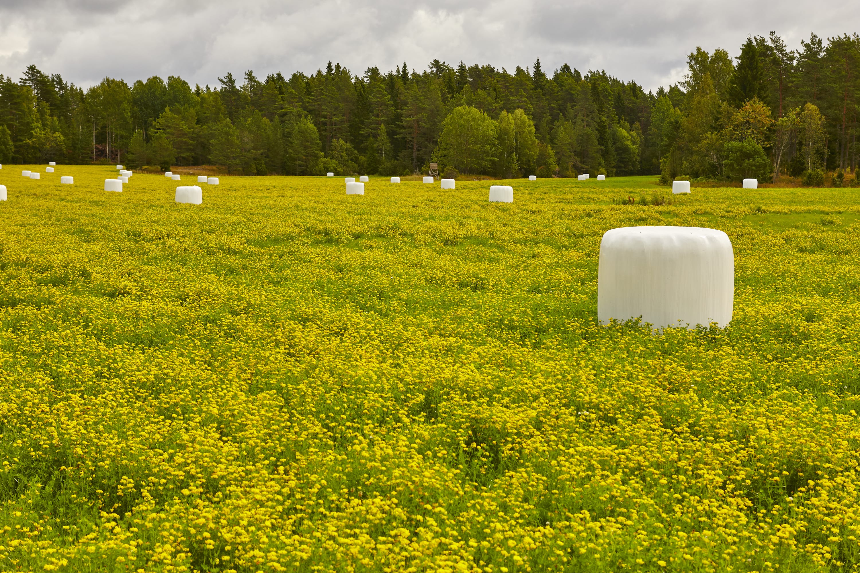 Crop Farming & Livestock Farming: What’s the difference?