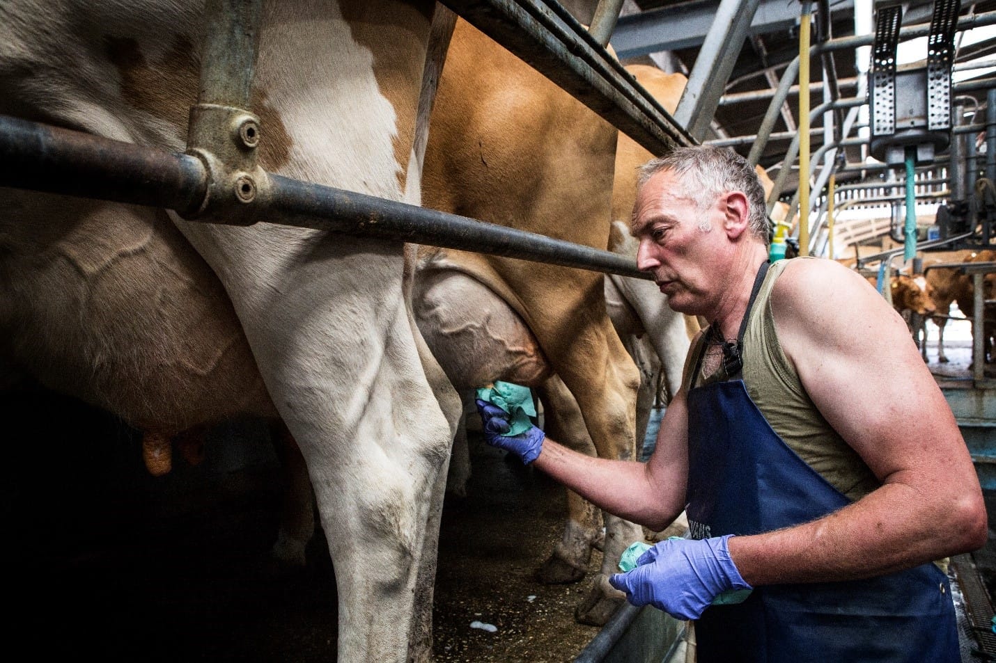 Managing biosecurity risks on your dairy farm