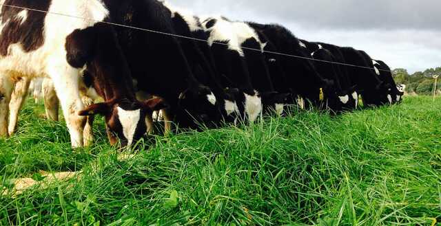 Rearing Healthy Calves