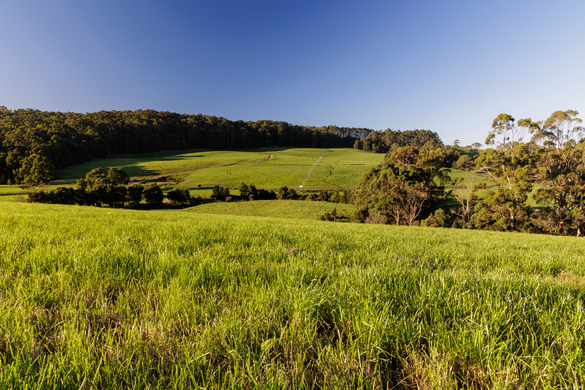 Unlocking the Potential of Perennial Ryegrass: A Spring Grazing Guide
