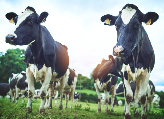 Combating Overgrazing: The Power of Informed Decisions with Pasture.io