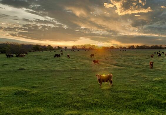 From Data to Decisions: Enhancing Farm Efficiency with Pasture.io