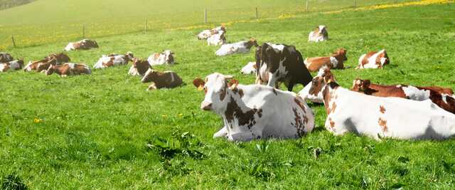 How often should you rotate your cows