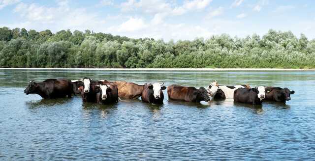 Water in rotational grazing – are your cows getting enough?