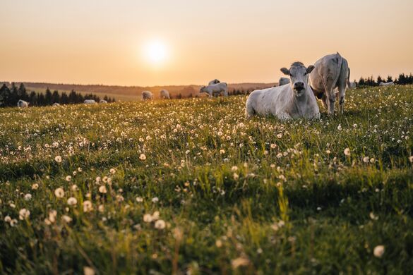 Sustainability on the Horizon: Policies and Incentives Reshaping Grazing Agriculture