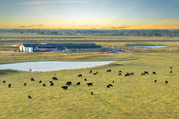 Satellite Pasture Management  For Beef Cattle
