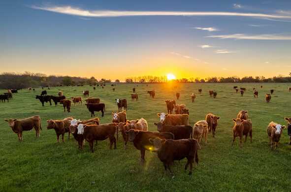 Want To Keep Weaning Rates High? Timing and Testing are Key