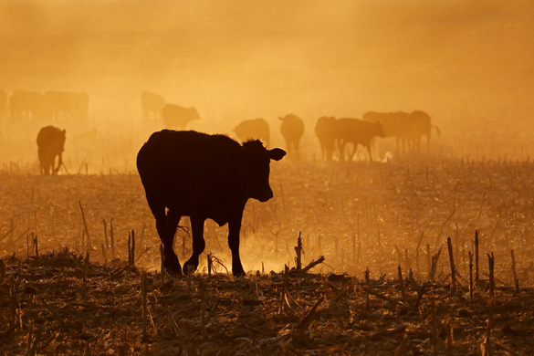 Climate Change and Emerging Biosecurity Threats: What Grazing Farmers Should Know