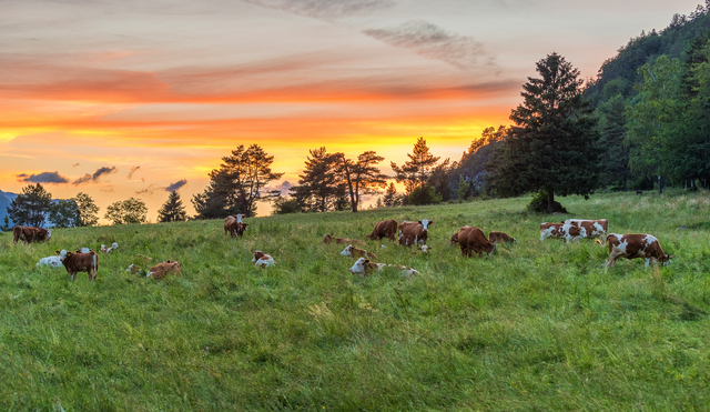 Grazing Troubles Solved: How to Tackle Common Pasture Challenges with Smart Strategies