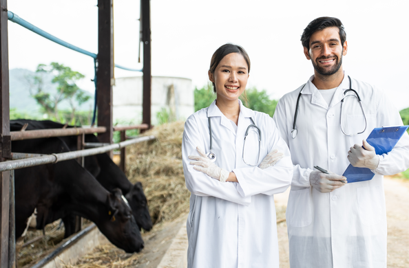 Beef herd intentions (Nov 2025): what producer sentiment can tell you about grass demand and market pressure