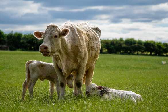Practical Tips for Early Weaning of Beef Calves: A Guide
