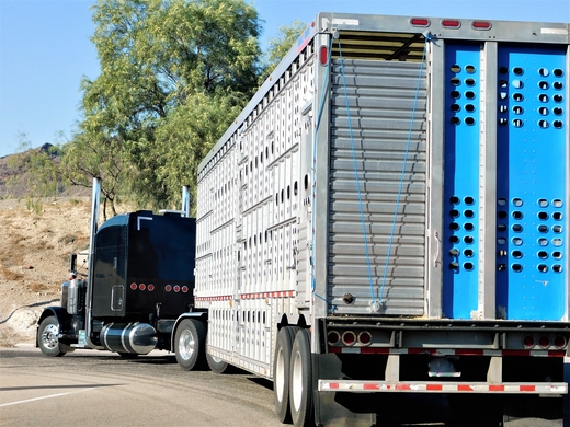 Why Livestock Theft Happens and How Smart Farms Fight Back With Agtech Solutions