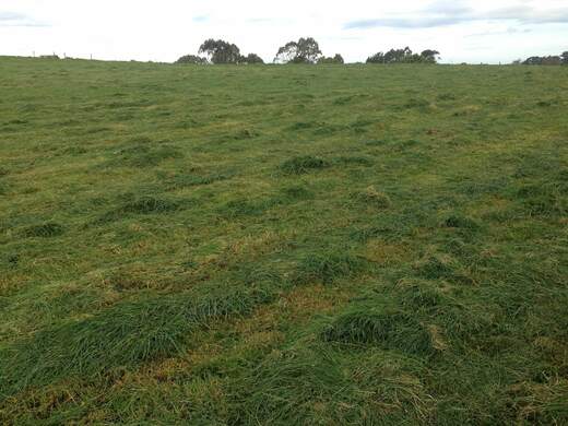 Topping Pasture: When Is It Worth It?