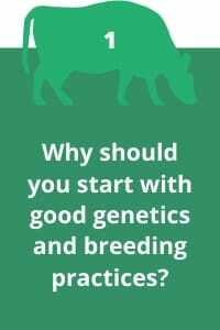 1. Why should you start with good genetics and breeding practices?