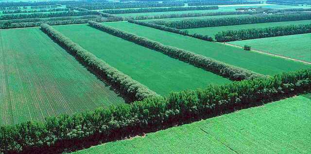 Why you need trees and shelterbelts on your farm